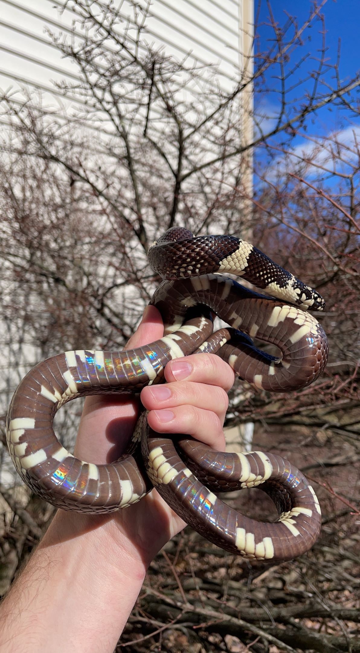 1.0 Hamilton Co. FL Eastern Kingsnake (Lampropeltis getula)