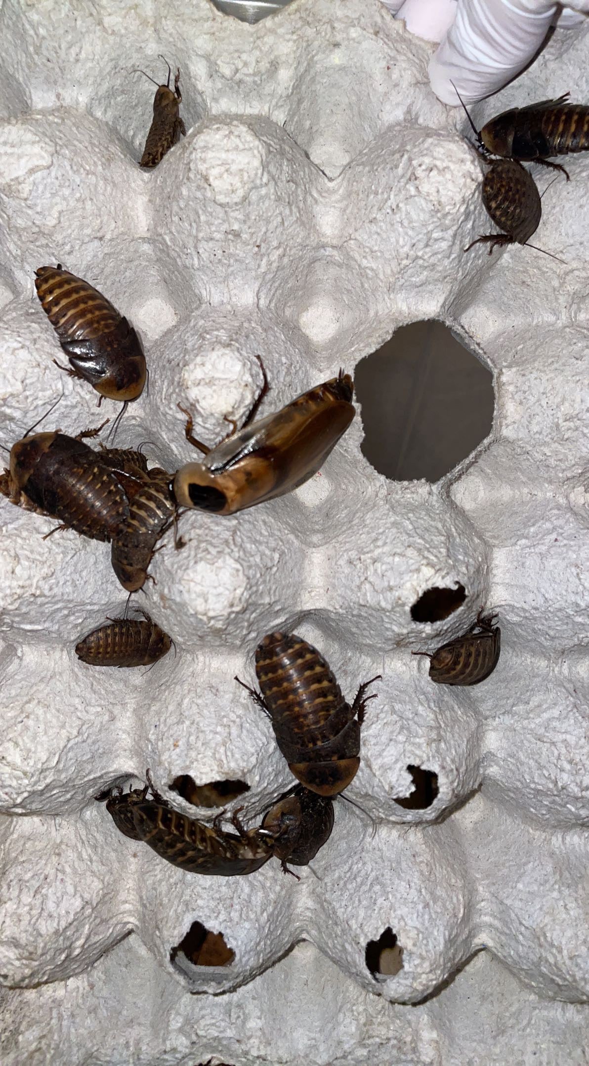 Polymorphic Cockroach (Blaberus atropos) "Miami, FL"