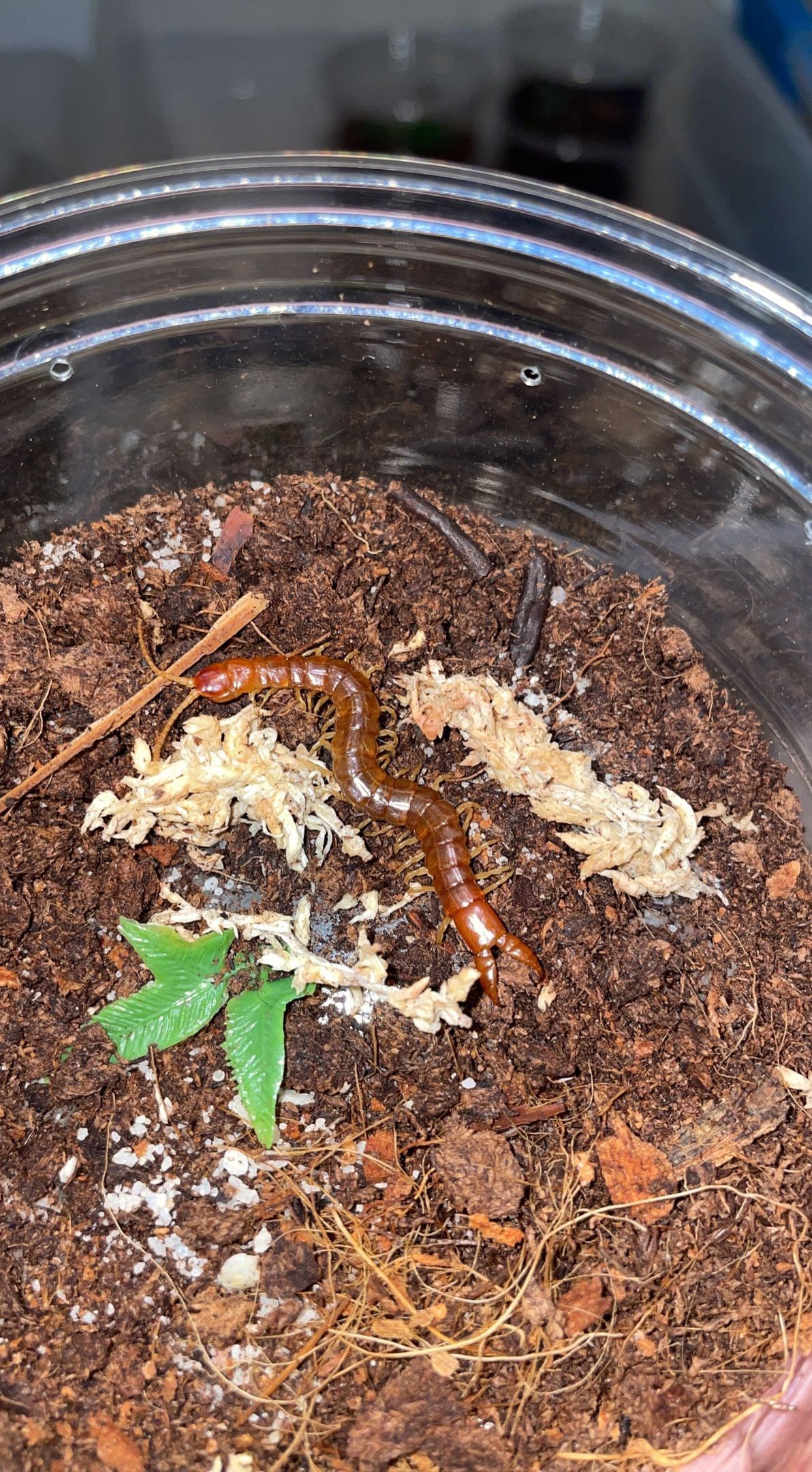 Red Forceps Centipede (Theatops spinicaudus)