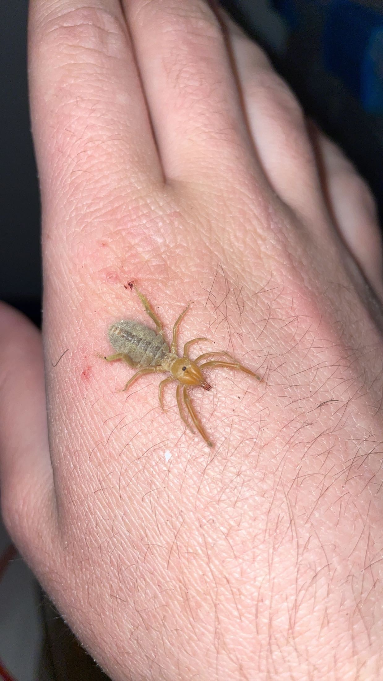 Fluffy Camel Spider (Paragaleodes sp. Egypt)