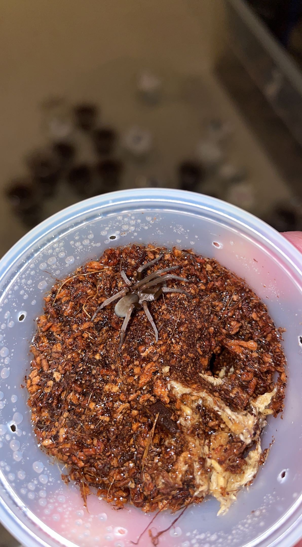 Southern House Spider (Kukulcania hibernalis)