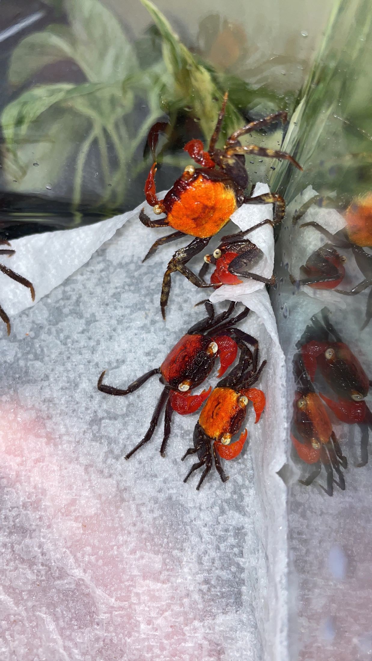 Red Devil Vampire Crab (Geosesarma hagen)
