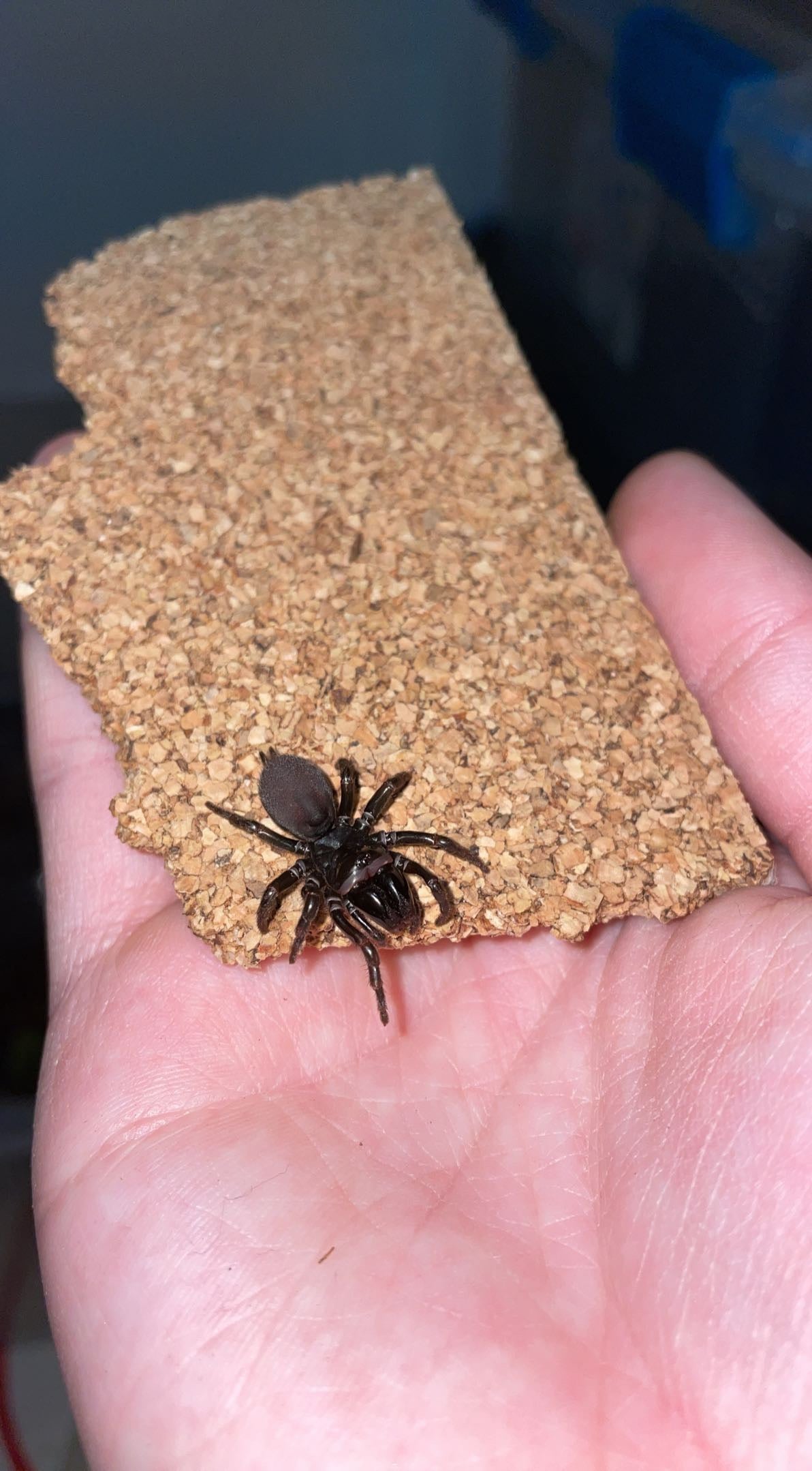 Red-legged Purseweb Spider (Sphodros rufipes)