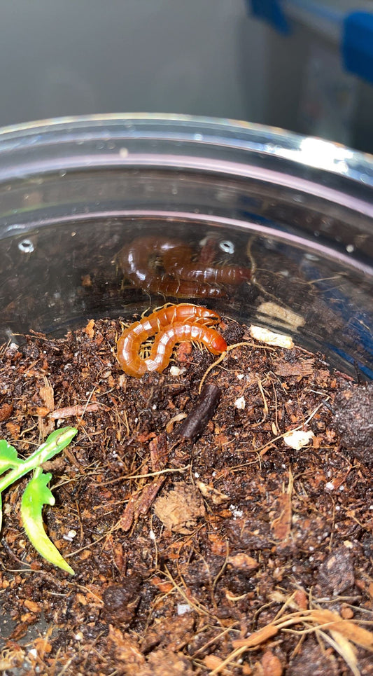 Red Forceps Centipede (Theatops spinicaudus)