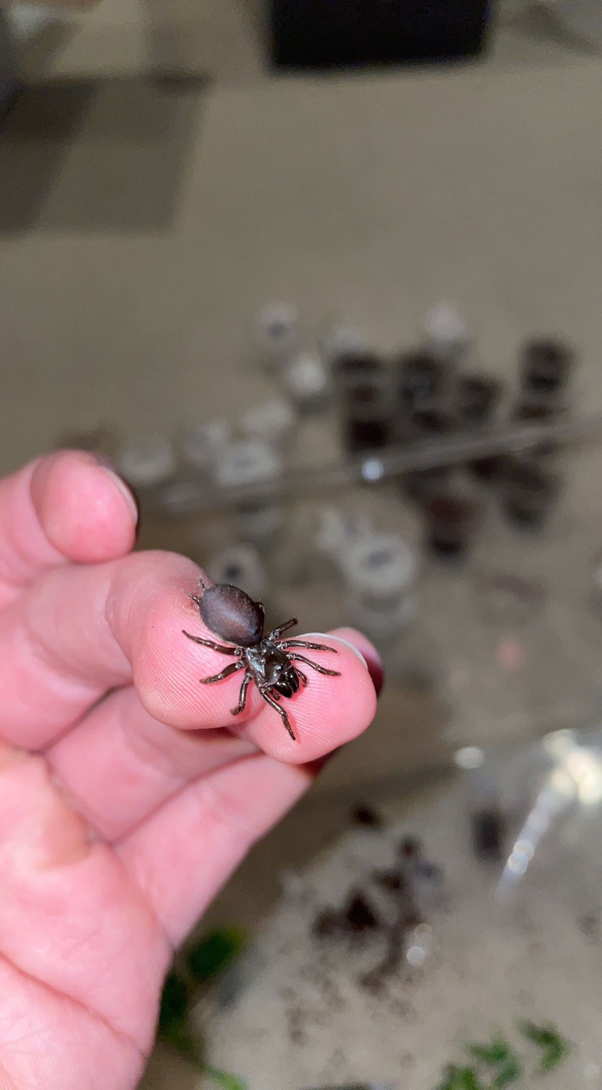 Abbot Purseweb Spider (Sphodros abotti)