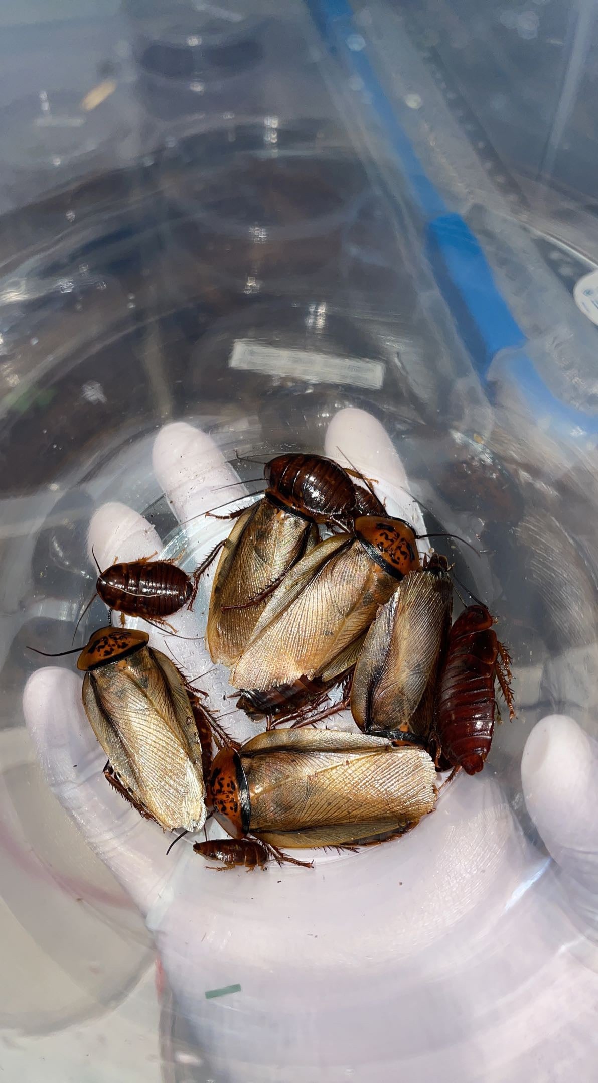 Orange-head Cockroach (Eublaberus posticus)