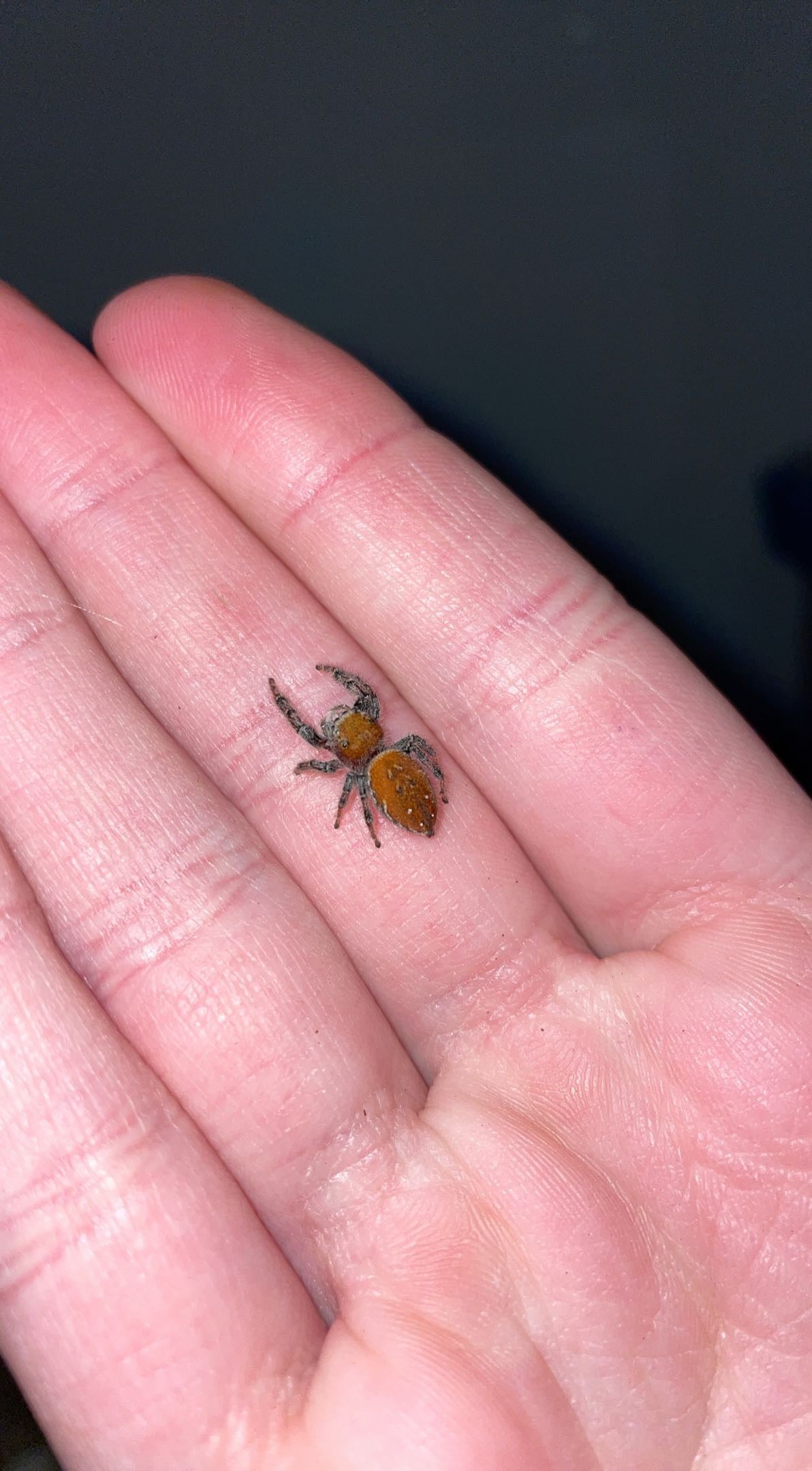 Cardinal Jumping Spider (Phidippus cardinalis)