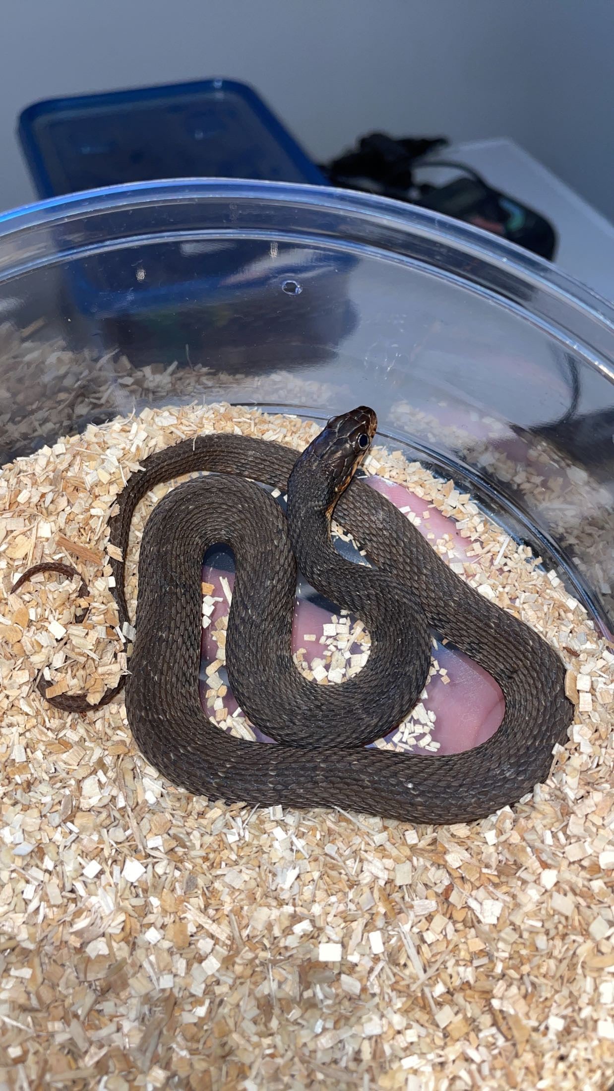 0.1 LTC Bibb Co. AL Red-bellied Water Snake (Nerodia erythrogaster)