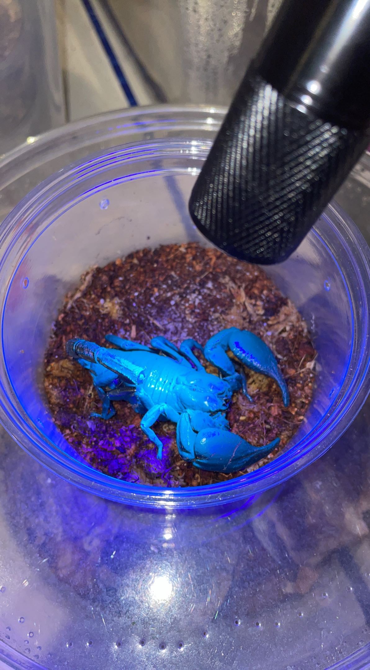 UV Blacklight for Scorpions
