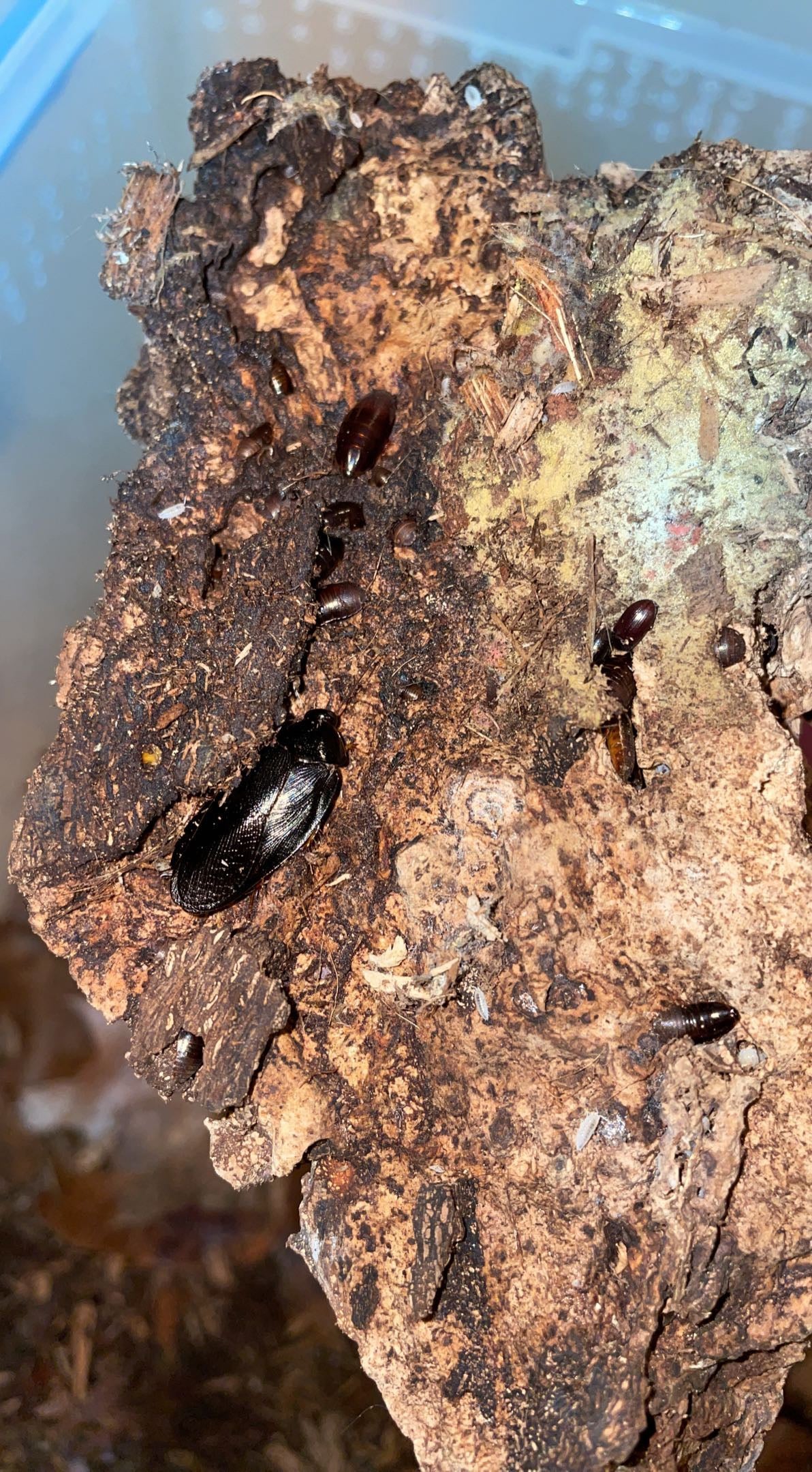 Shadow Cockroach (Pycnoscelus nigra)