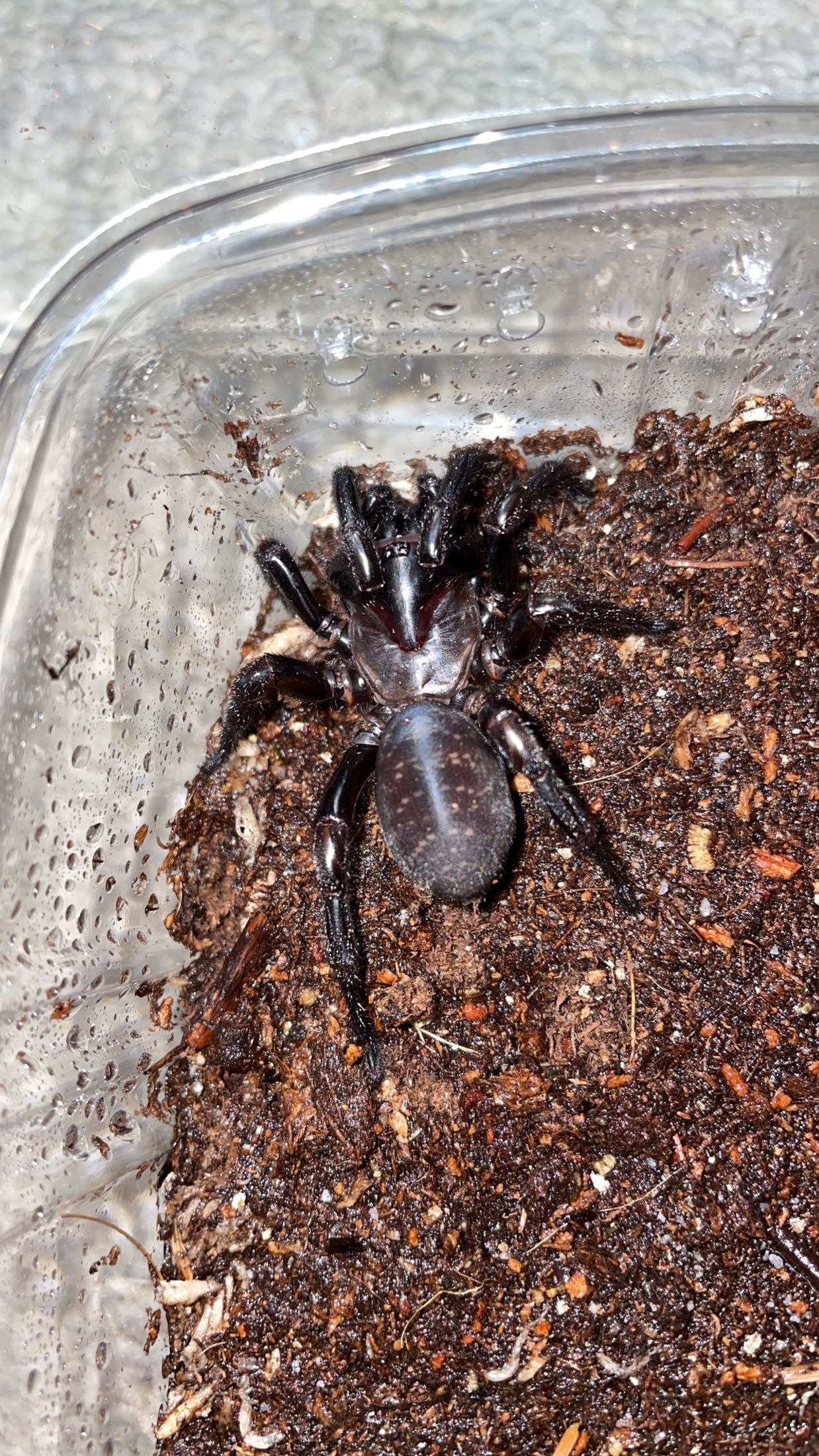 Thai Funnel Web Spider (Atmetochilus songsangchotei)
