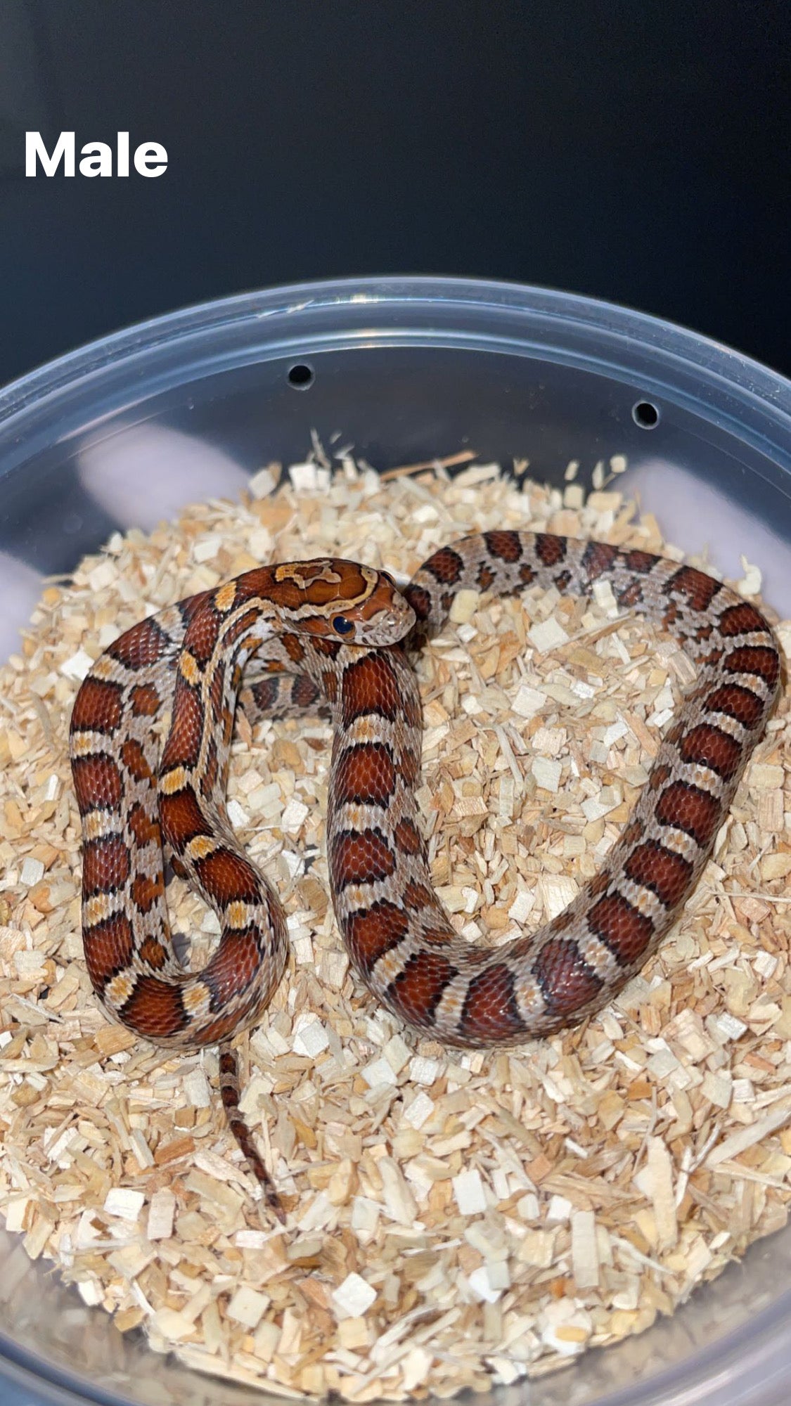 1.1 CH'22 Hendry Co. FL Corn Snakes