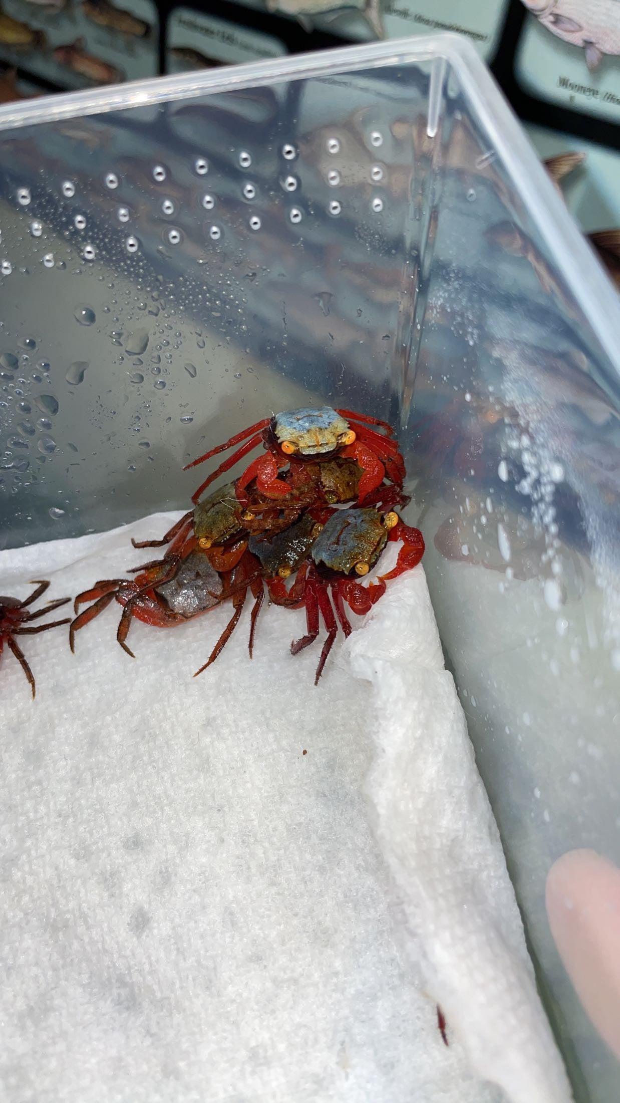 Rainbow Vampire Crab (Geosesarma cf. rouxi)