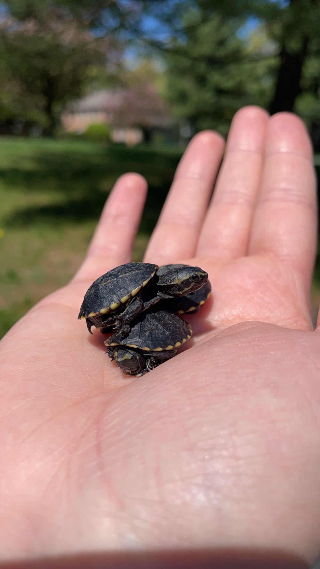 Three-striped Mud Turtle (Kinosternon baurii)
