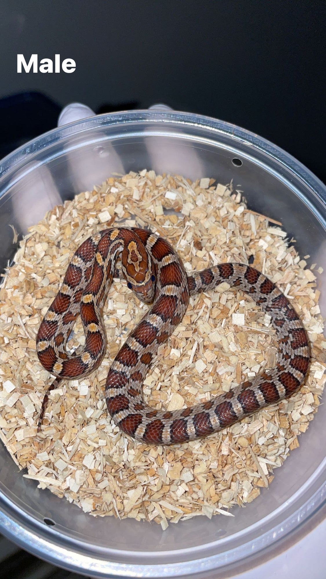 1.1 CH'22 Hendry Co. FL Corn Snakes