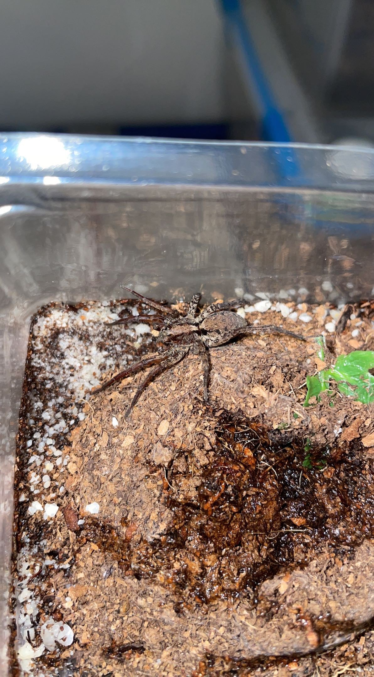 Ground Wolf Spider (Trochosa terricola)