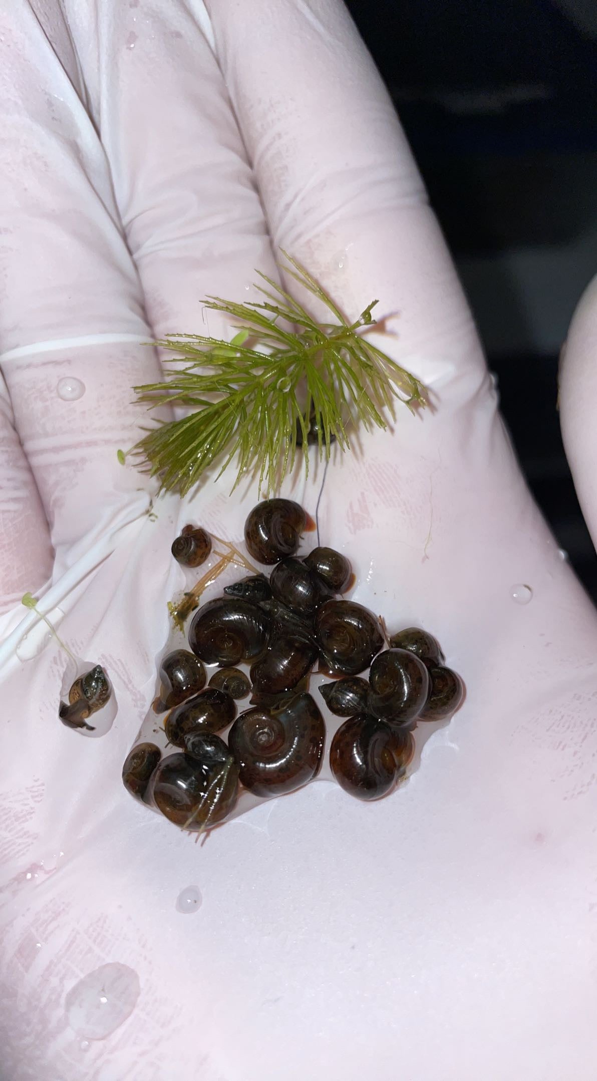 Brown/Leopard Ramshorn Snails (Planorbidae)