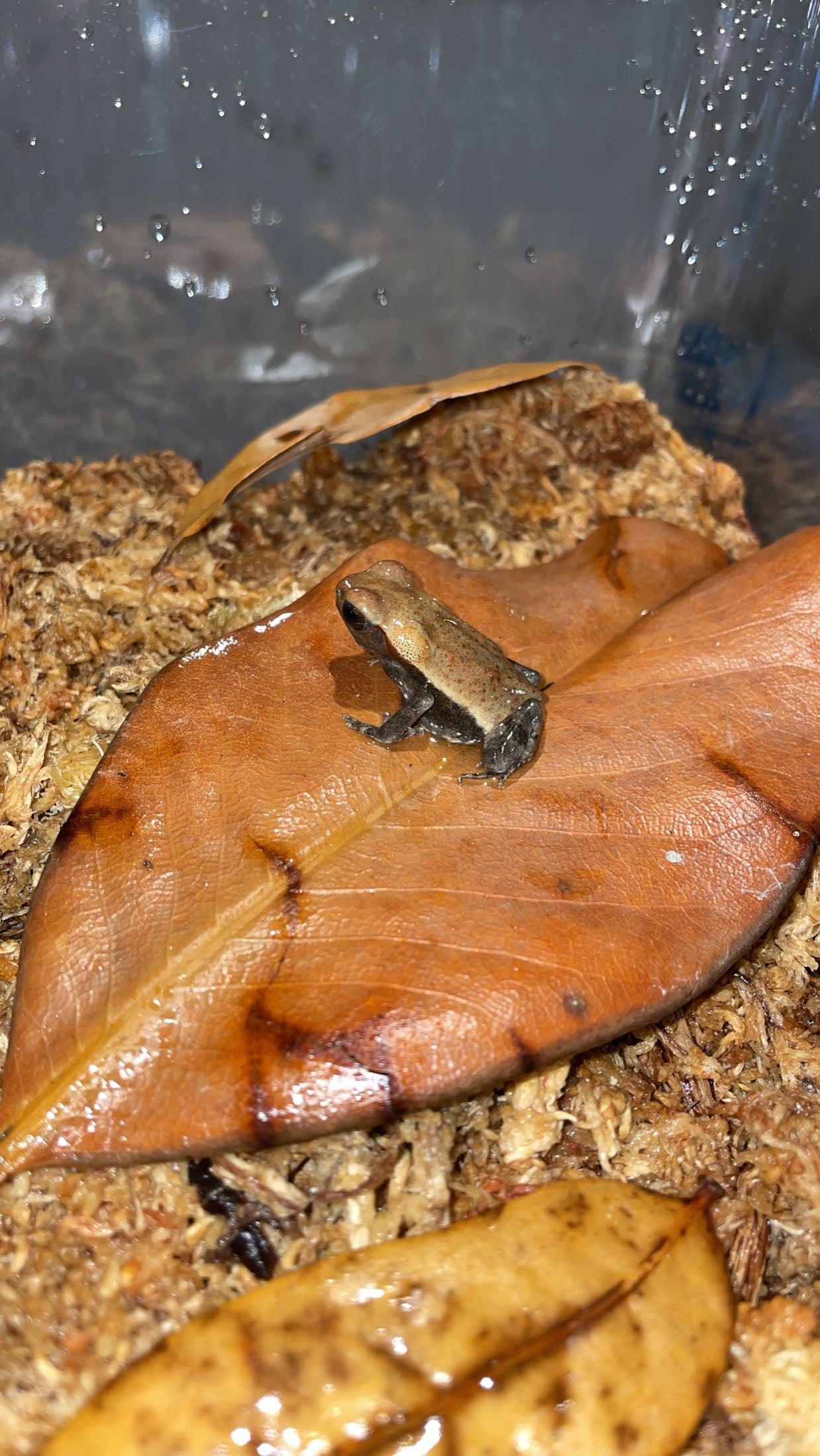 Smooth-sided Toad (Rhaebo guttatus)