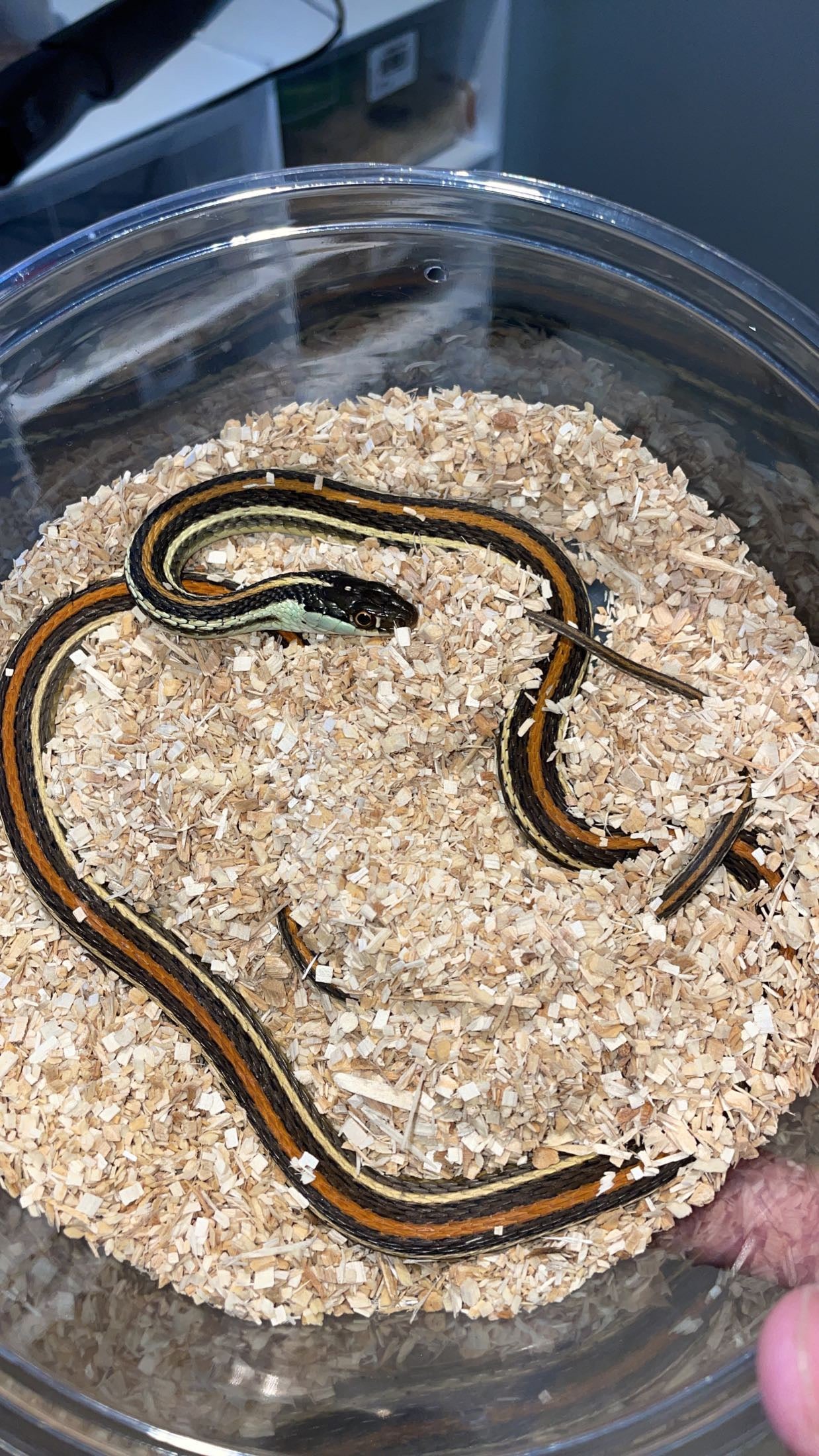 0.1 Proven LTC Dawson Co. TX Orange-striped Ribbon Snake (Thamnophis p. proximus)