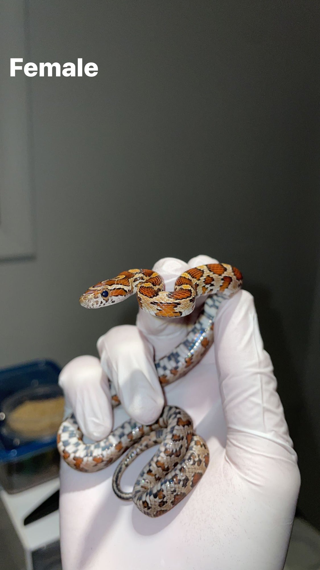 1.1 CH'22 Hendry Co. FL Corn Snakes
