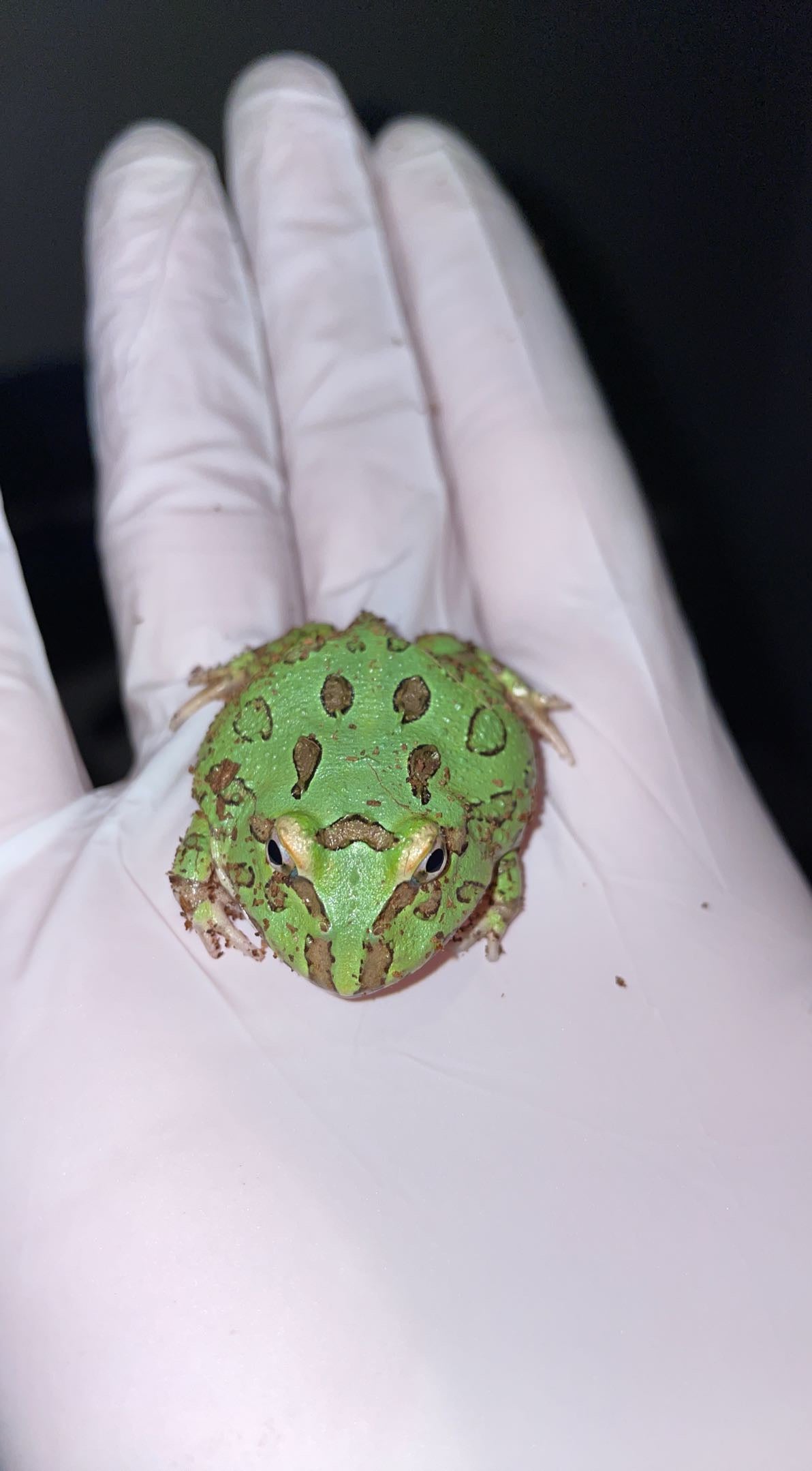 Green Apple Pacman Frog (Ceratophrys cranwelli)