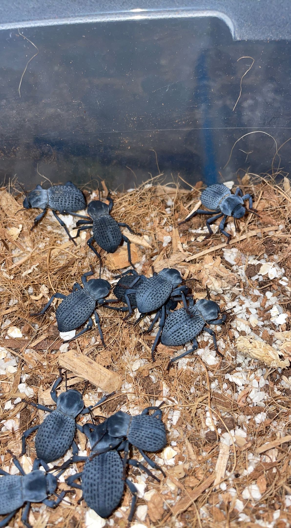 Blue Death Feigning Beetle (Asbolus verrucosus)