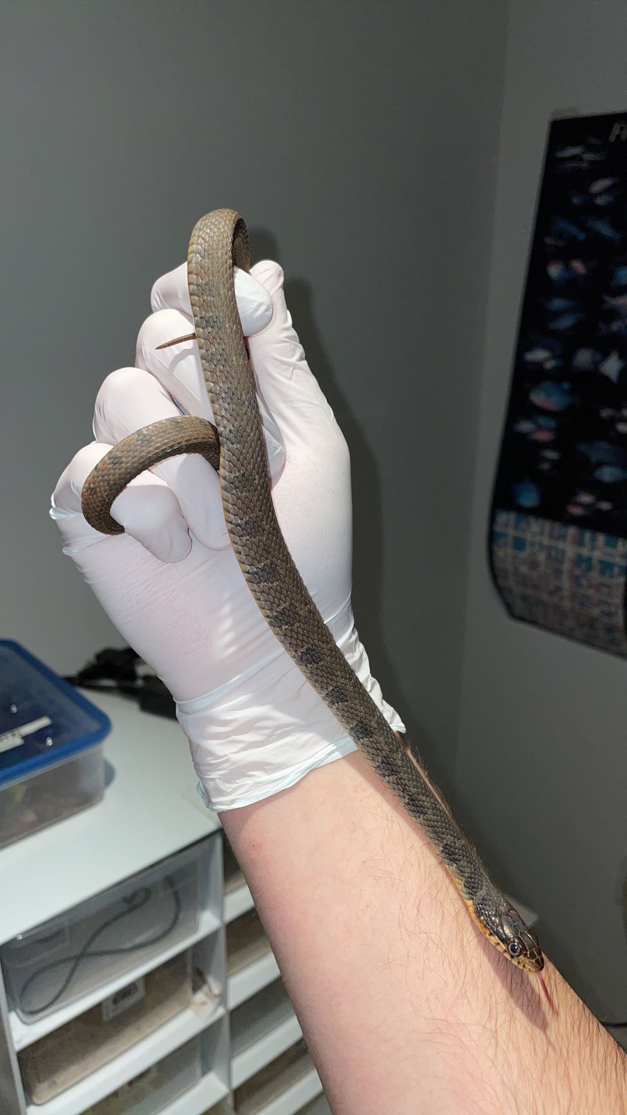 0.1 LTC Bibb Co. AL Red-bellied Water Snake (Nerodia erythrogaster)