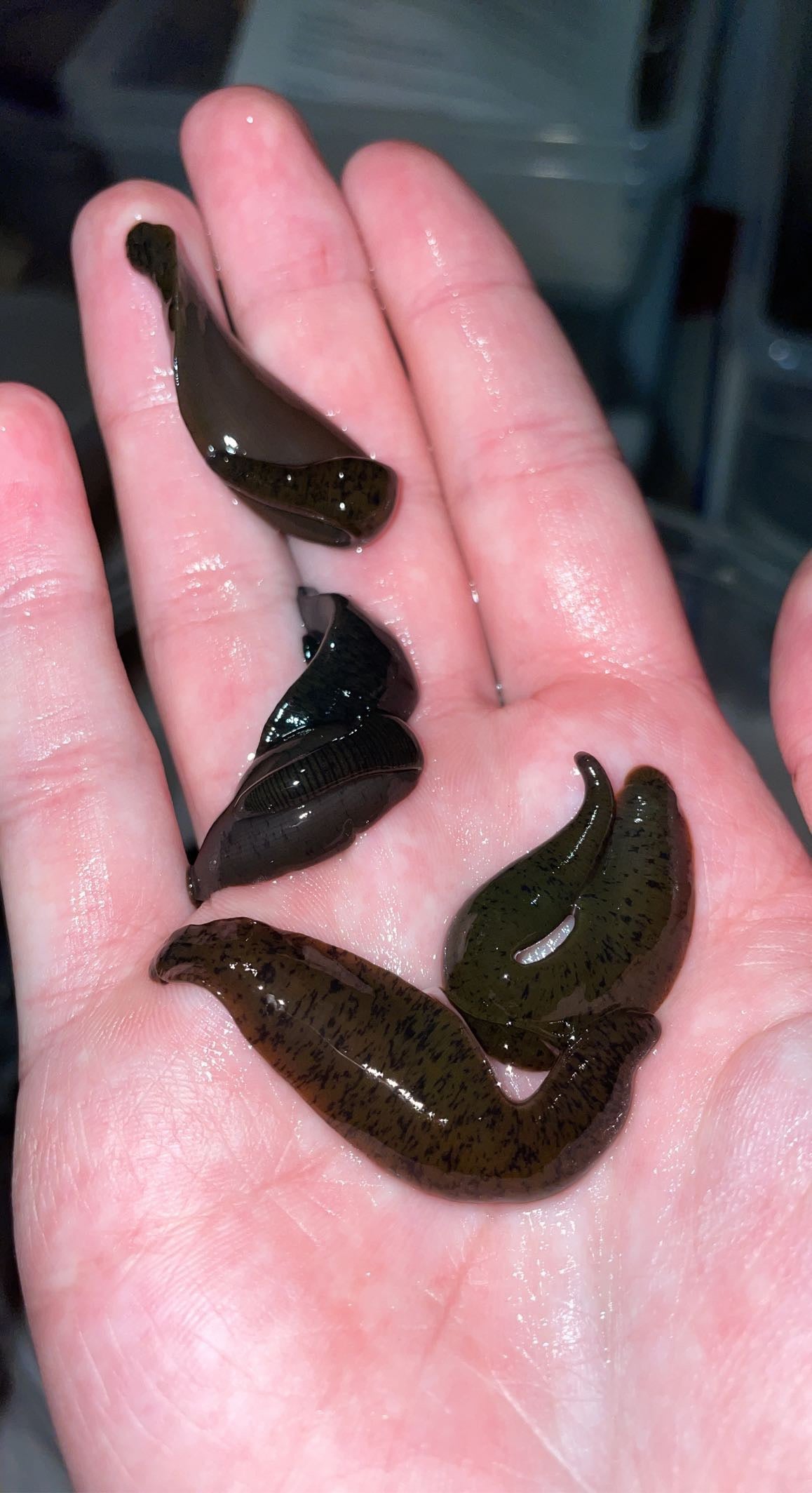Freshwater Invertebrates – Atlantic Aquaculture