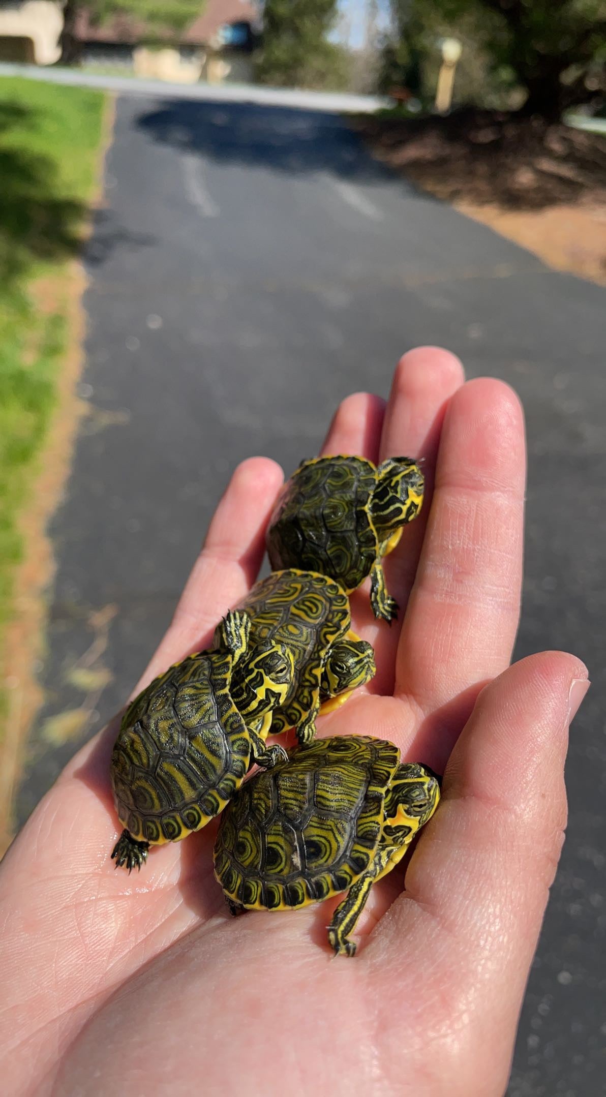 Turtles & Tortoises – Atlantic Aquaculture