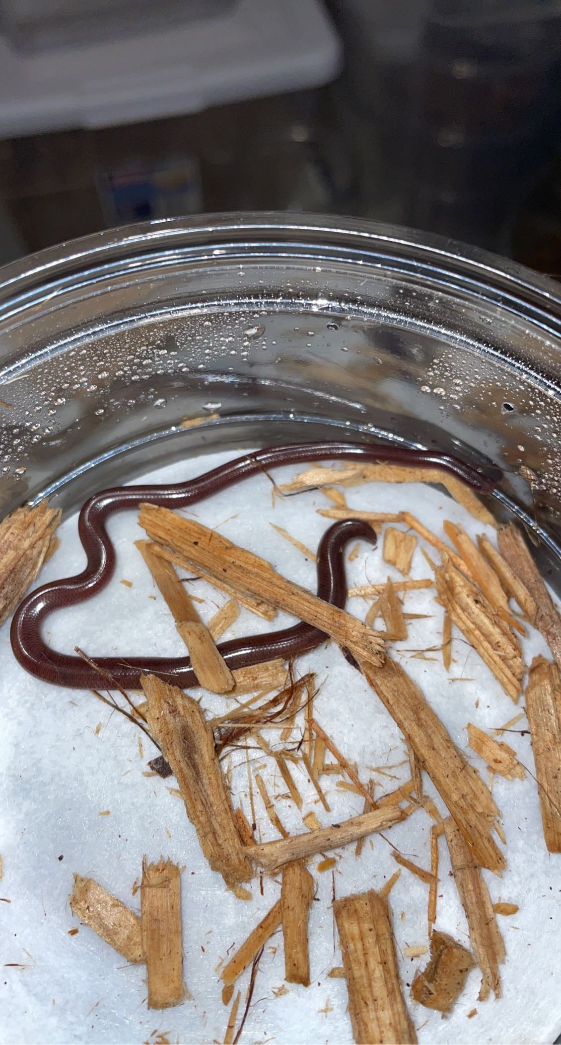 Brahminy Blind Snake (Indotyphlops braminus)