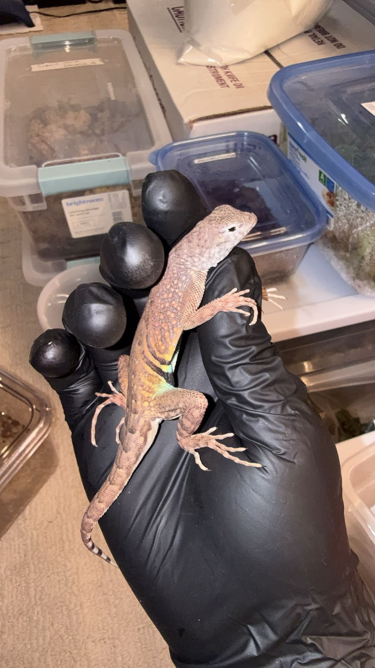 Greater Earless Lizard (Cophosaurus texanus)