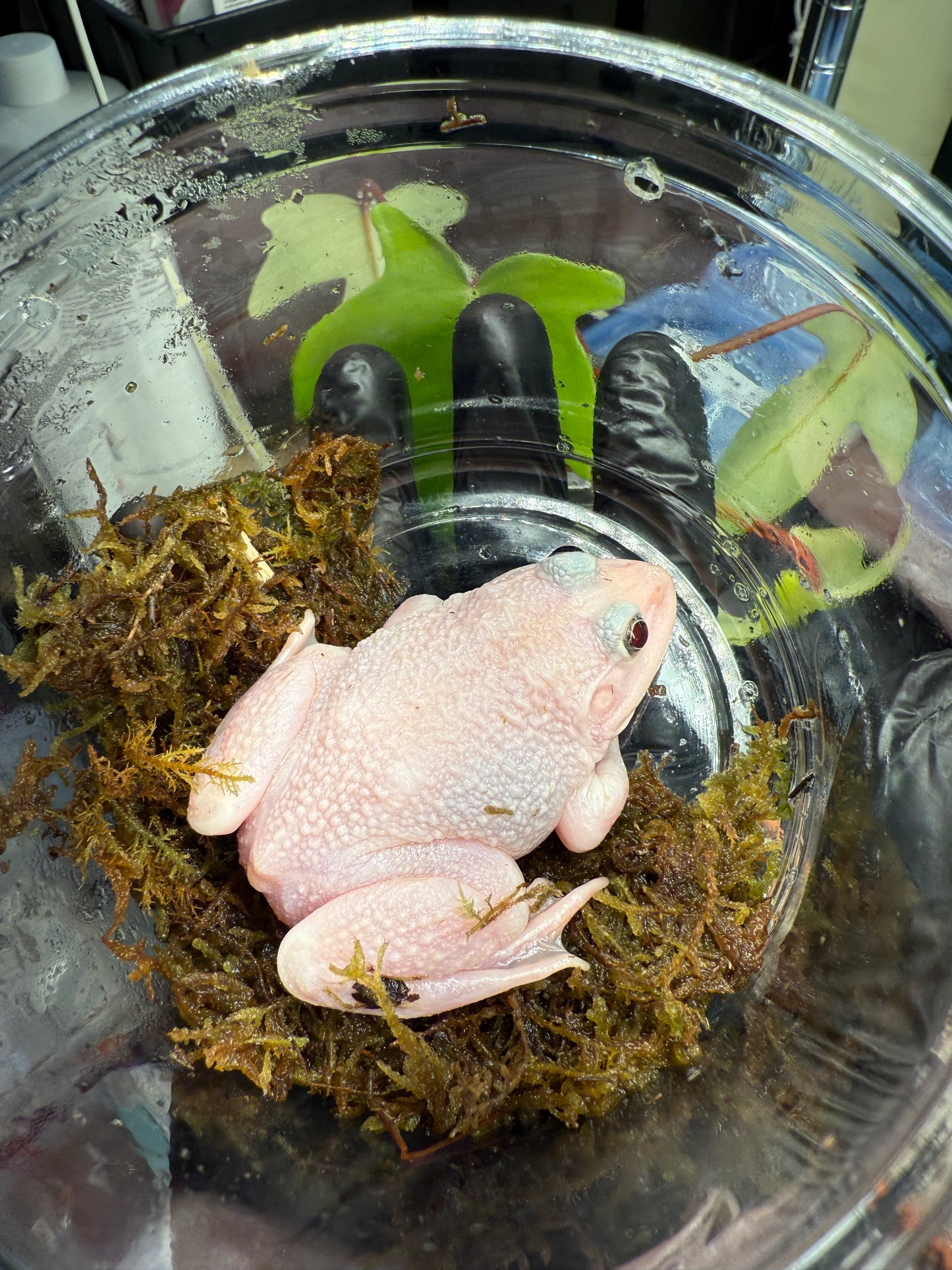 Leucistic Chinese Bullfrog (Hoplobatrachus rugulosus)