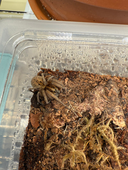 Field Wolf Spider (Hogna lenta)