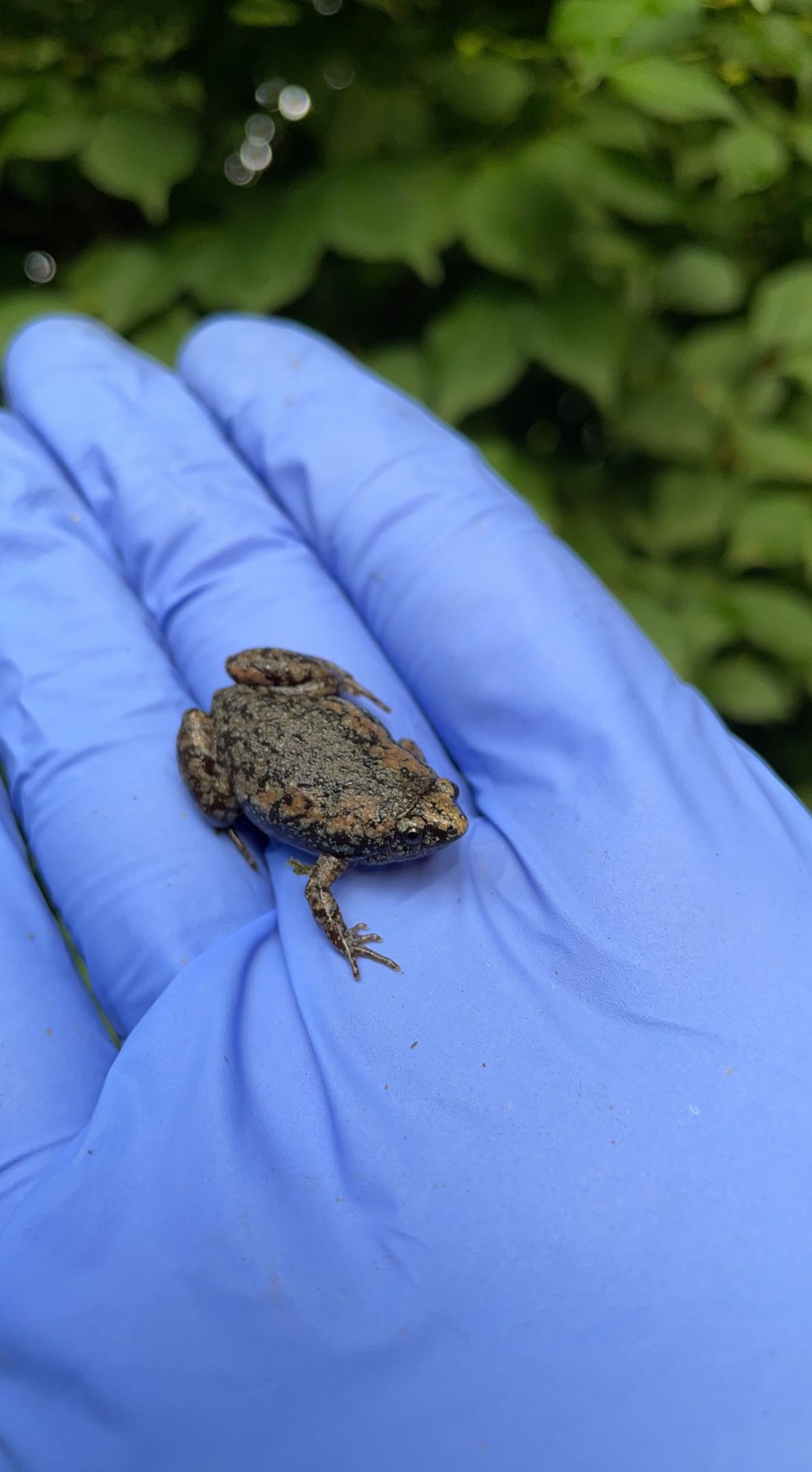 Eastern Narrow-mouthed Toad (Gastrophryne carolinensis)