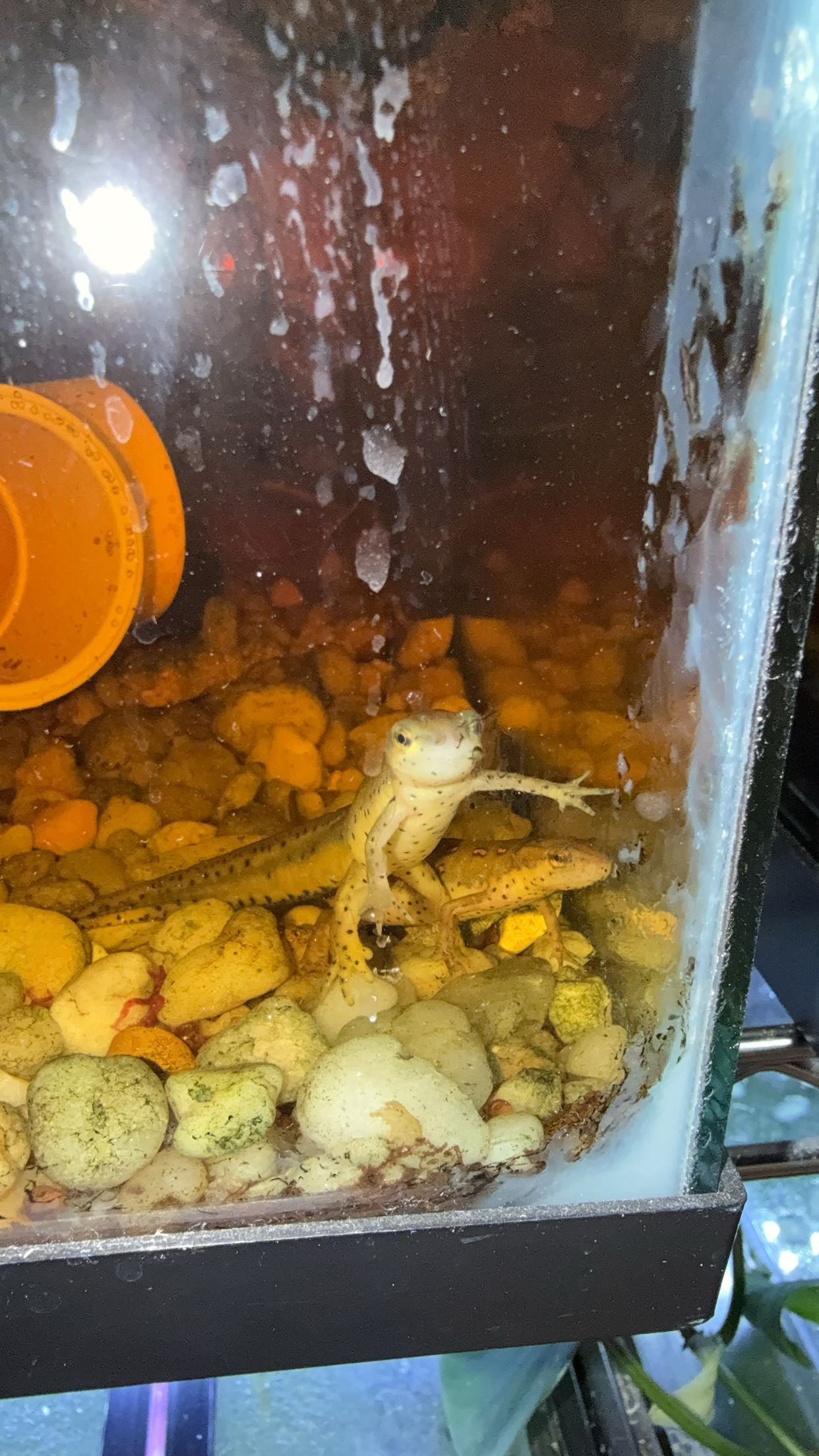 Broken-striped Newt (Notophthalmus v. dorsalis)
