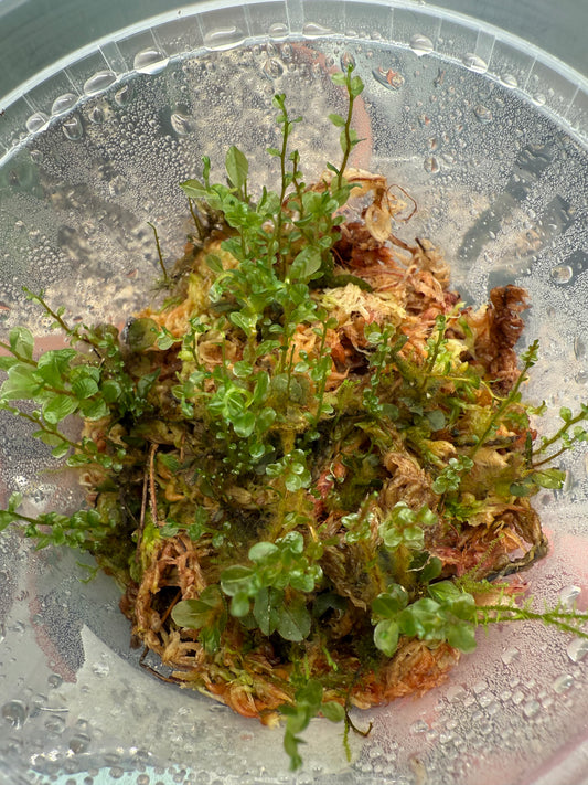 Appalachian Penny Moss (Rhizomnium appalachianum)