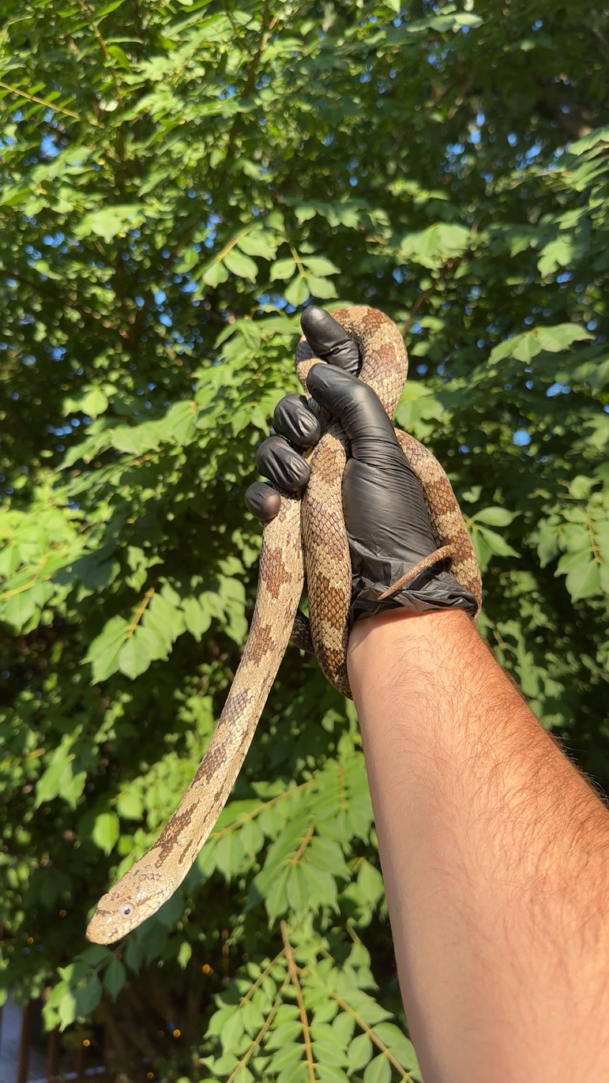 1.0 LTC Alachua Co. FL Gray Rat Snake (Pantherophis spiloides)