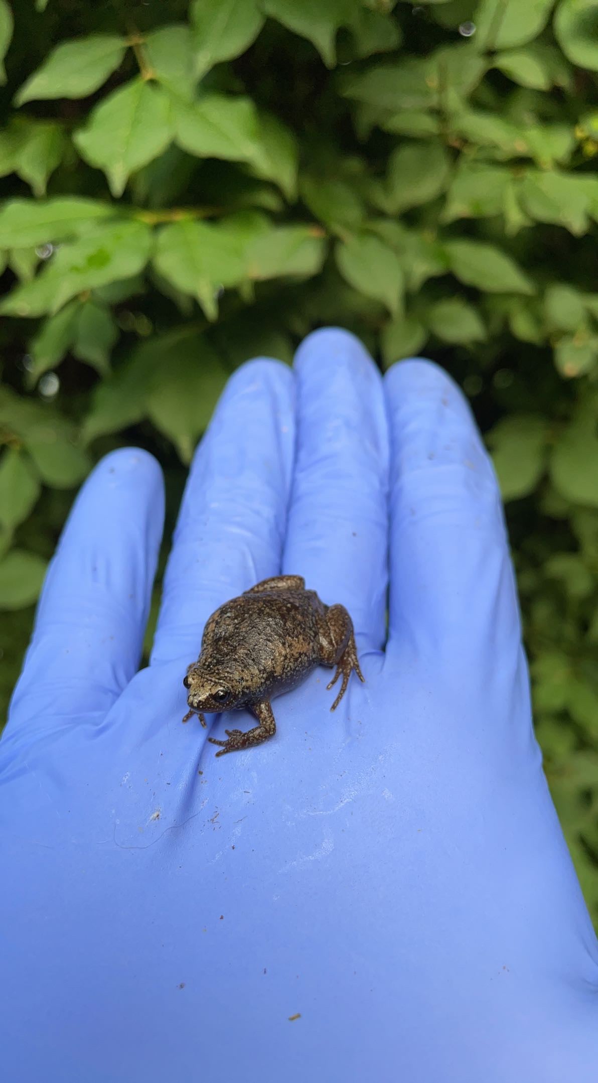 Eastern Narrow-mouthed Toad (Gastrophryne carolinensis)