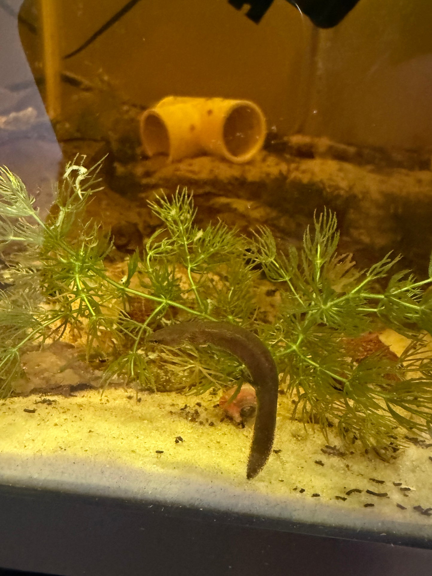 Apalachicola Waterdog (Necturus moleri)