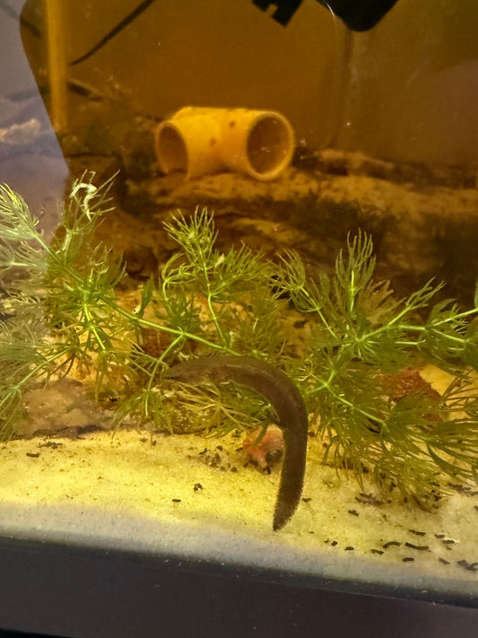 Apalachicola Waterdog (Necturus moleri)
