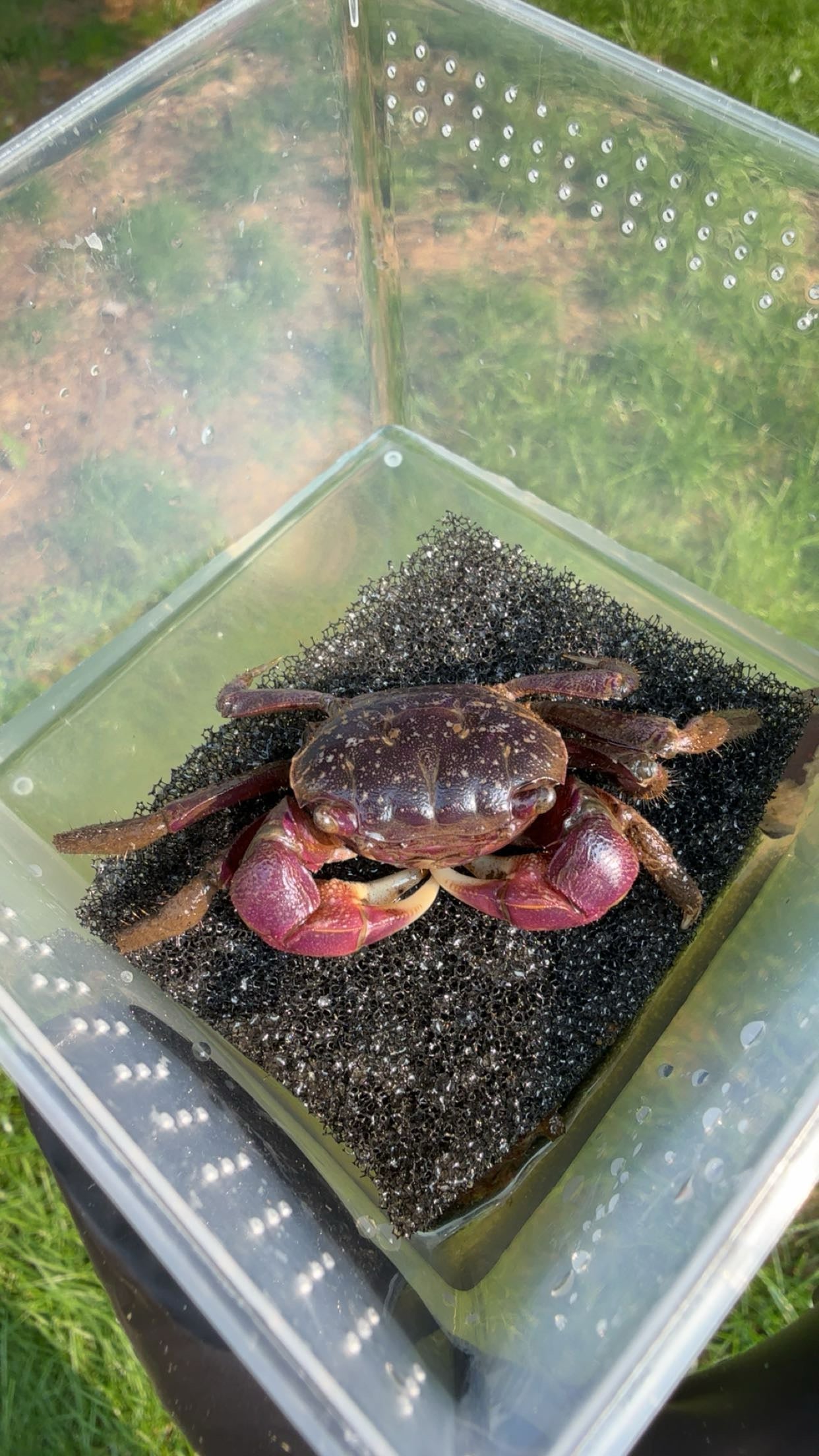 Purple Marsh Crab (Sesarma reticulatum)