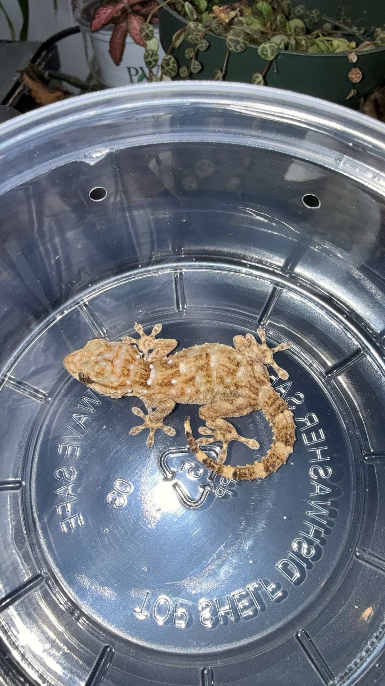 White-spotted Wall Gecko (Tarentola annularis)