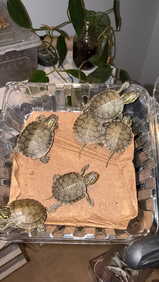 Western Painted Turtle (Chrysemys p. bellii)