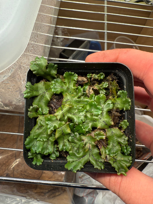 Umbrella Liverwort (Marchantia polymorpha)