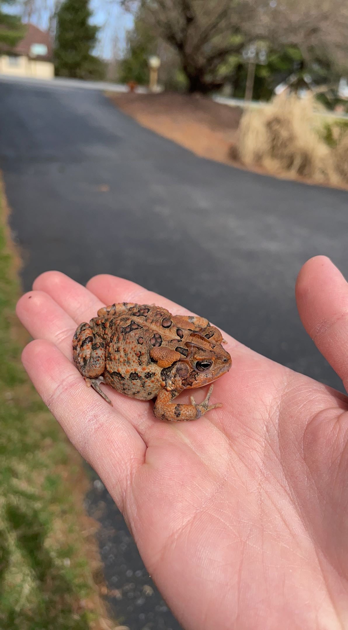 Southern Toad (Anaxyrus terrestris)