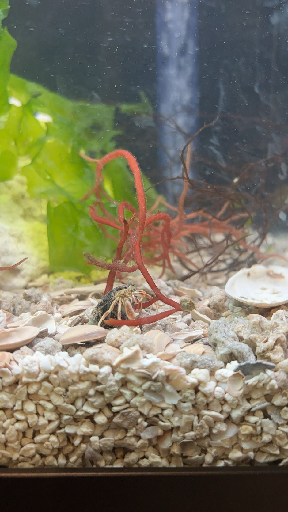 Marine Invertebrates – Atlantic Aquaculture