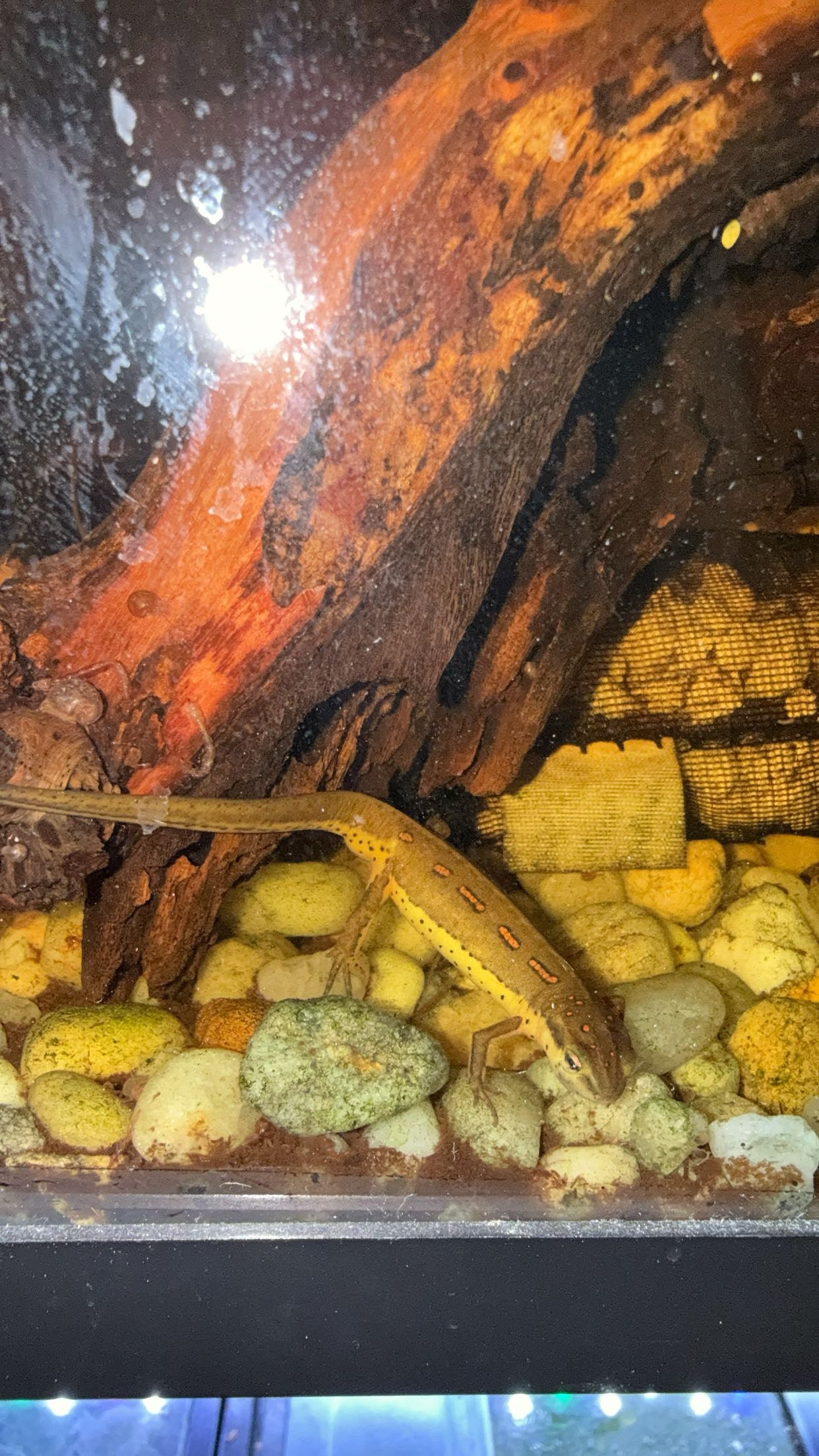 Broken-striped Newt (Notophthalmus v. dorsalis)