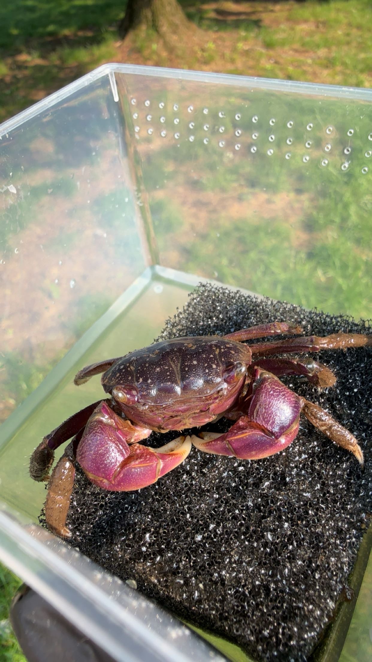 Purple Marsh Crab (Sesarma reticulatum)