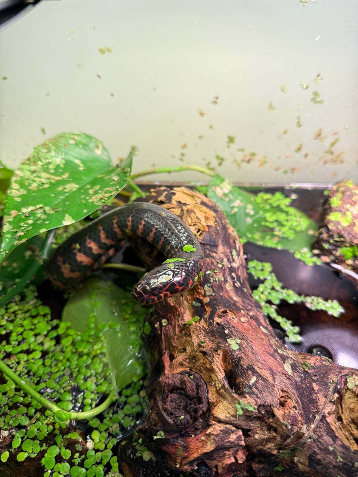 Eastern Mud Snake (Farancia a. abacura)