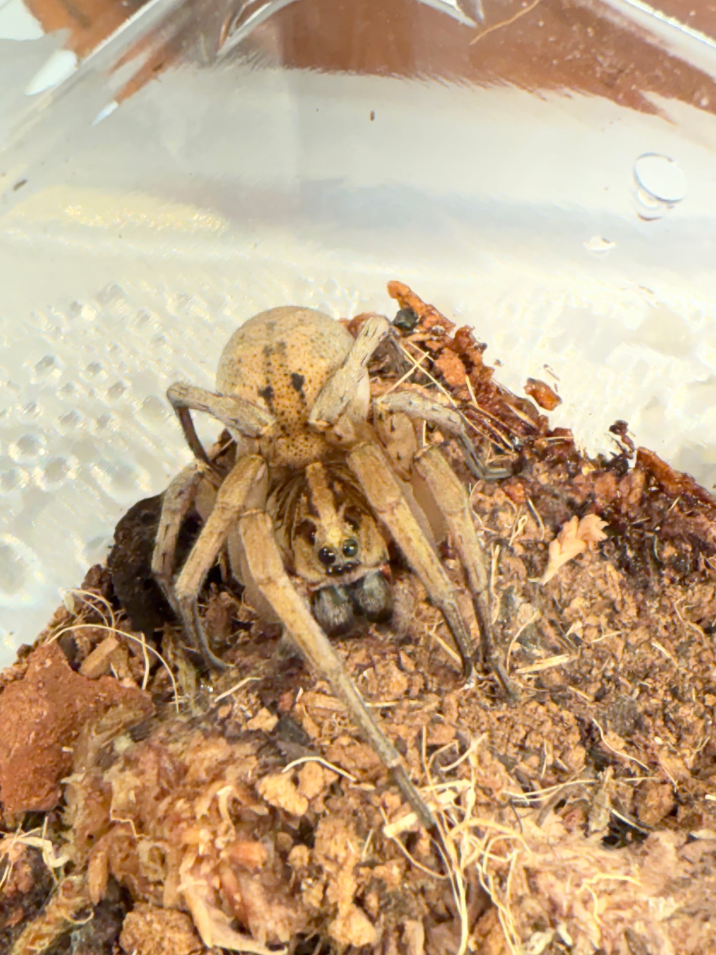 Field Wolf Spider (Hogna lenta)